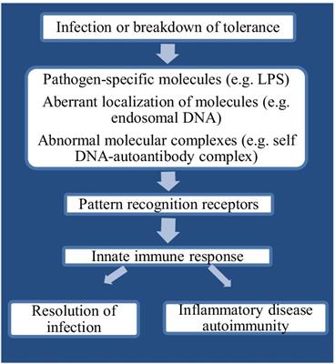 The Potential of Toll-Like Receptors to Modulate Avian Immune System: Exploring the Effects of Genetic Variants and Phytonutrients